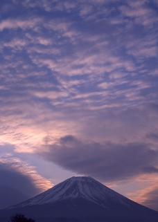樱花与富士山0133