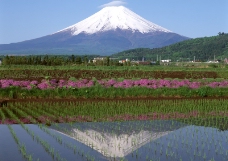 樱花与富士山0048