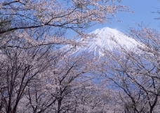 樱花与富士山0006