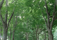 森林写照0068