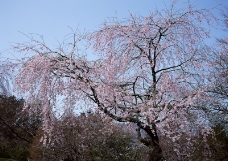 樱花与富士山0040