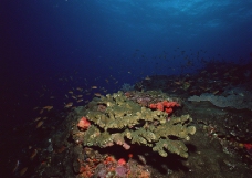 深海潜玩0052