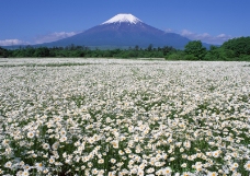 樱花与富士山0123