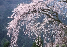 樱花与富士山0034