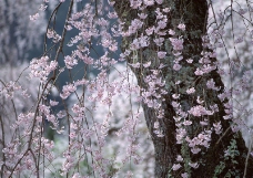 樱花与富士山0024