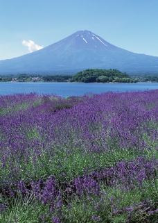 樱花与富士山0124
