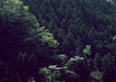 森林写照0019