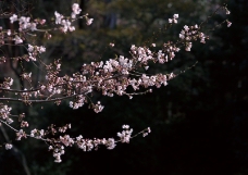 樱花与富士山0025