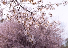 樱花与富士山0029