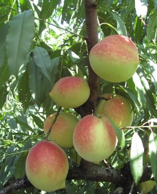 其他生物桃子图片