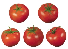 西红柿0041