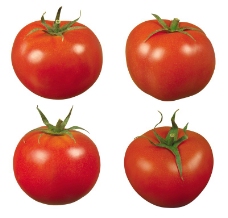 西红柿0039