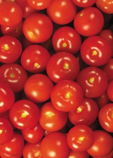 西红柿0001