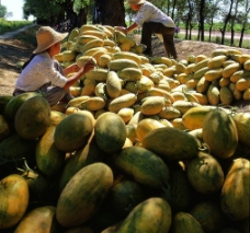 新疆哈密瓜新疆农业丰收图片