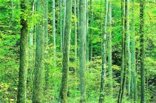森林与树木0008