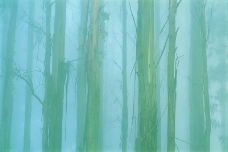 森林与树木0006