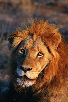 狮虎豹0455