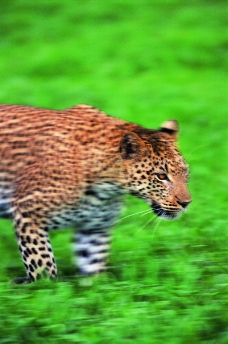 狮虎豹0337