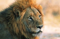 狮虎豹0272