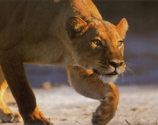 狮虎豹0445