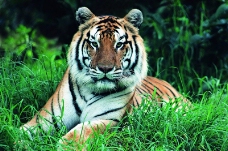 狮虎豹0336