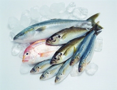 生鲜鱼肉菜0058