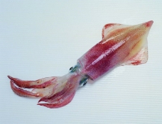 生鲜鱼肉菜0055
