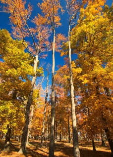 大自然景观自然景观秋天大树树林图片
