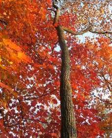 大自然景观自然景观秋天大树图片