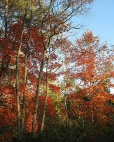 大自然景观自然景观秋天大树图片