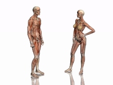 人体模型0084