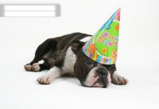 宠物狗戴着生日帽子的小狗图片素材